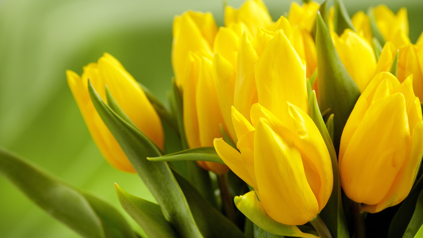 Harika görünüşü ile son baharın çiçeği Sarı lale anlamı - Çiçek Bilgini